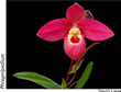 phragmipedium 041.jpg